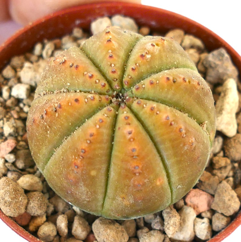 Euphorbia obesa YELLOW BODY 005