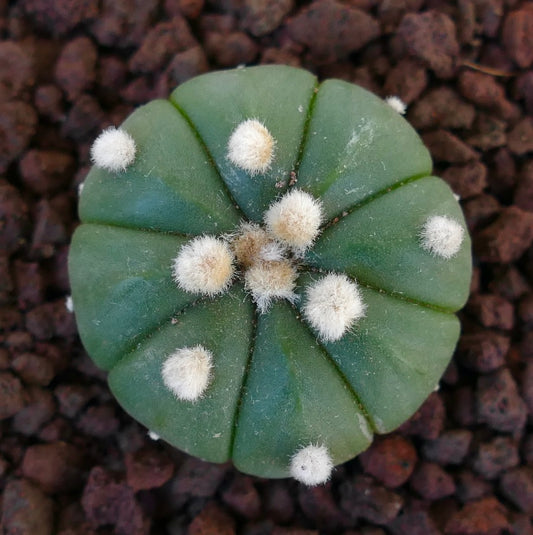 Astrophytum asterias cv OIBBO nudum VF3