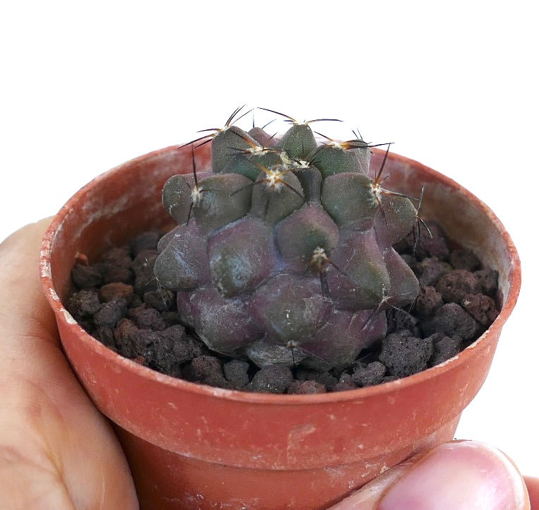 Copiapoa cinerea X griseoviolacea INE60