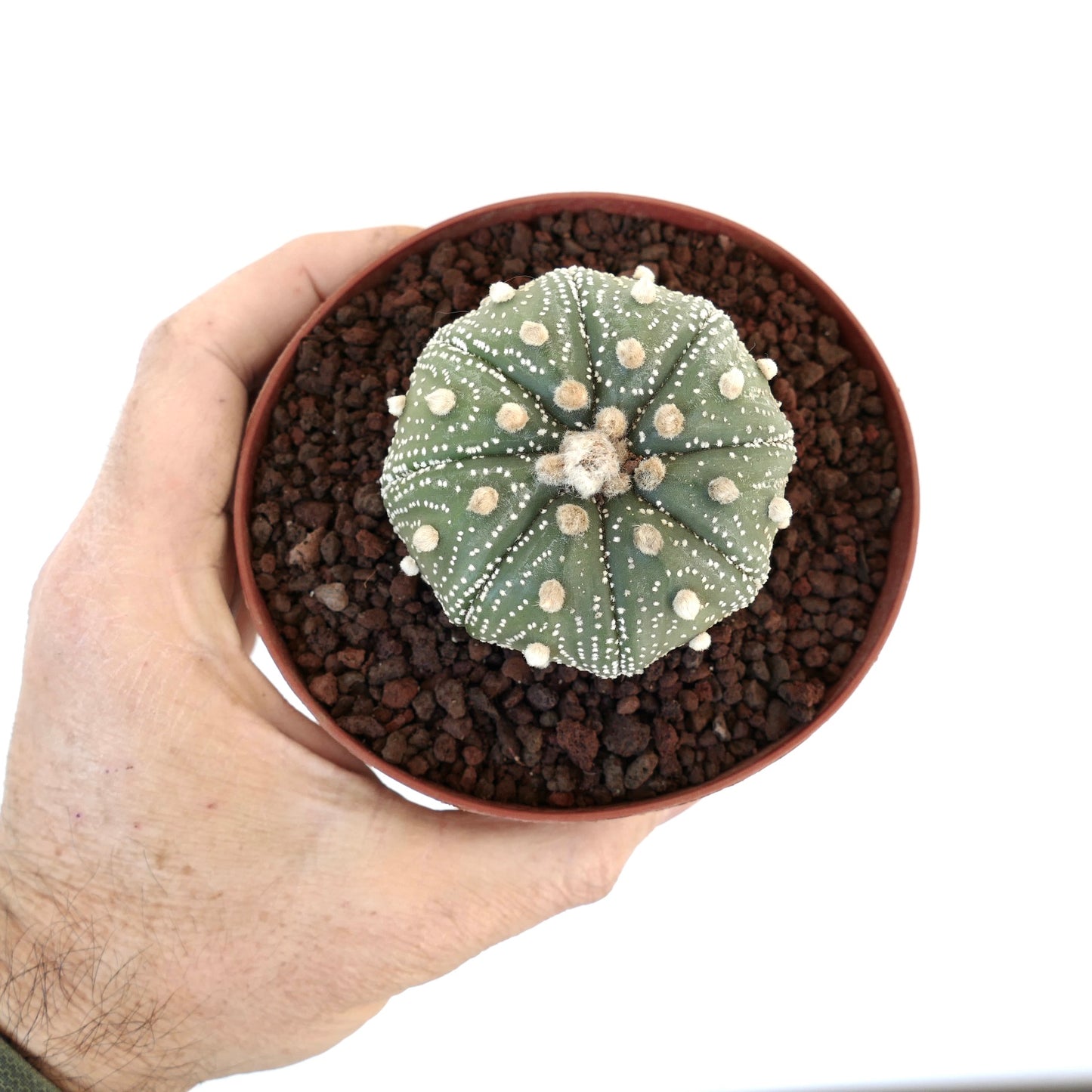 Astrophytum asterias cv OIBBO STAR-SHAPE MPS1