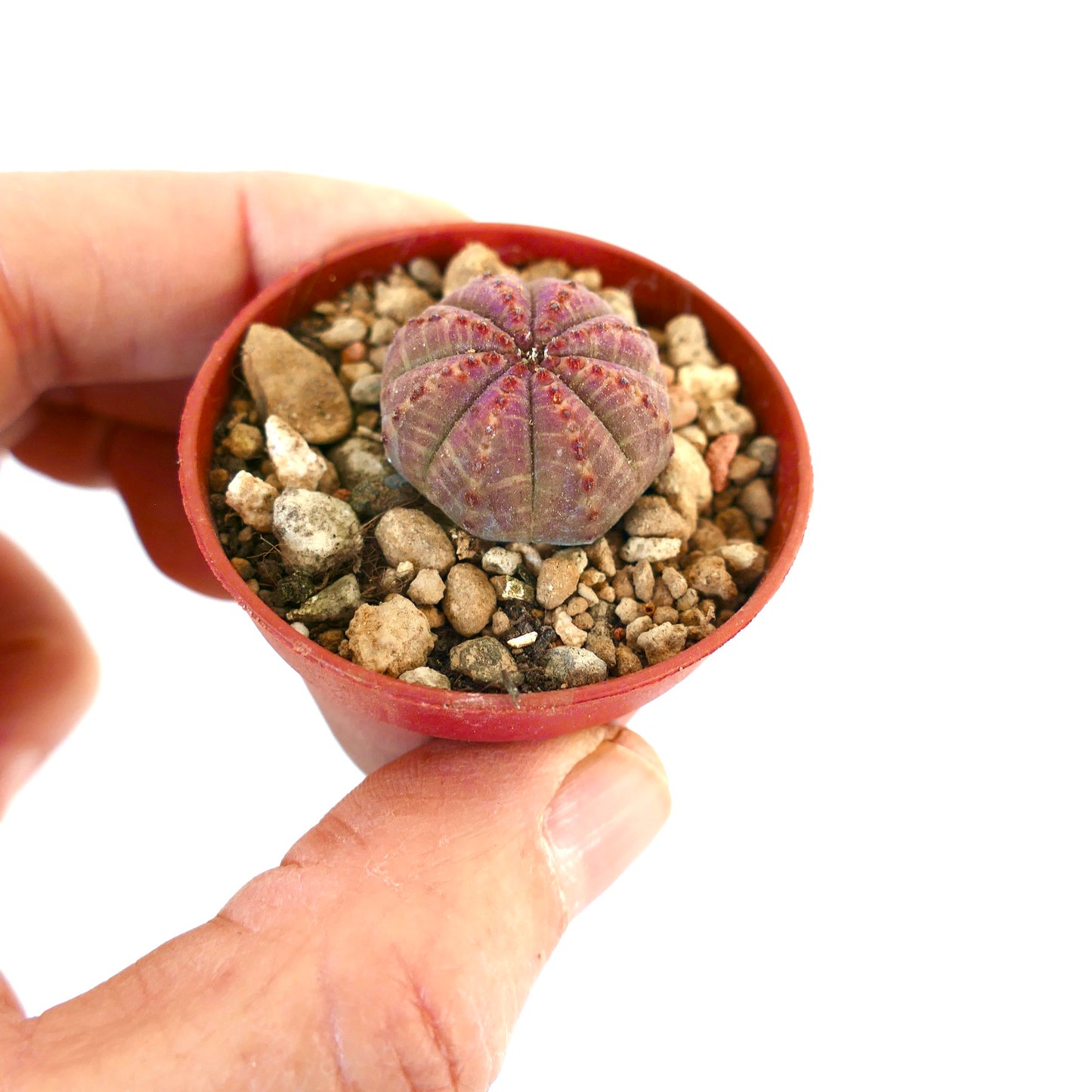 Euphorbia obesa PINK BODY CRA-XY