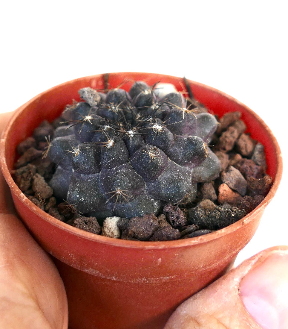 Copiapoa cinerea X griseoviolacea DM07