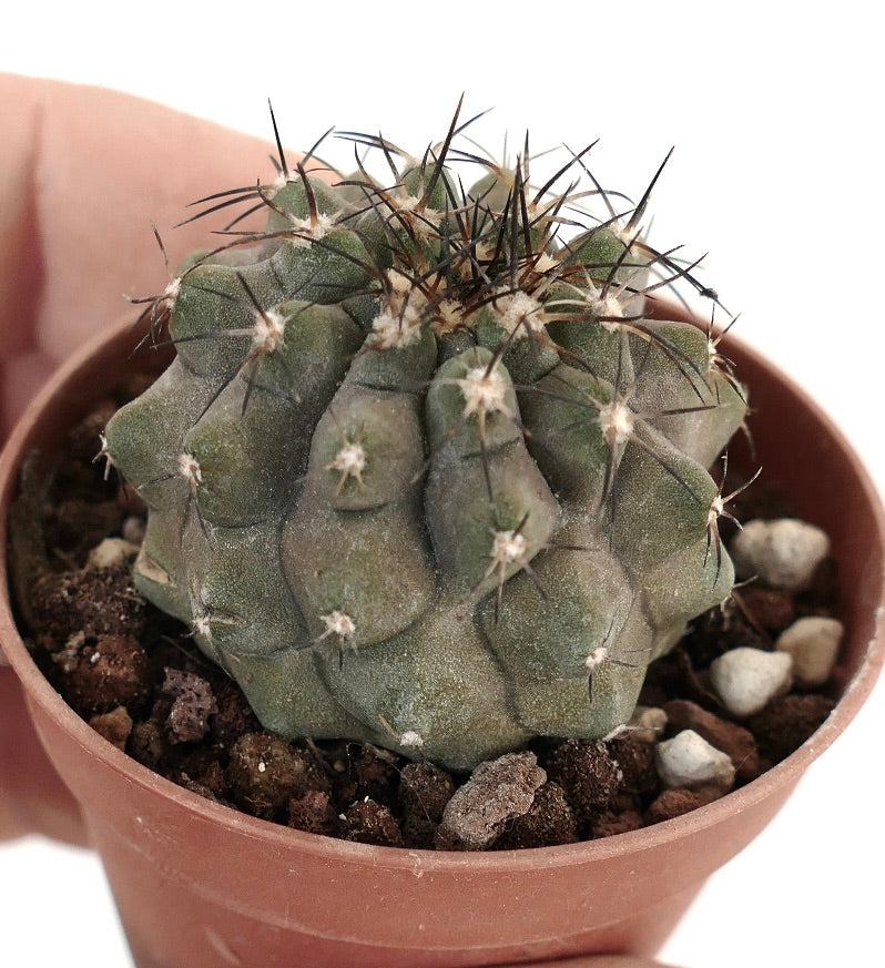 Copiapoa cinerea x atacamensis PR7