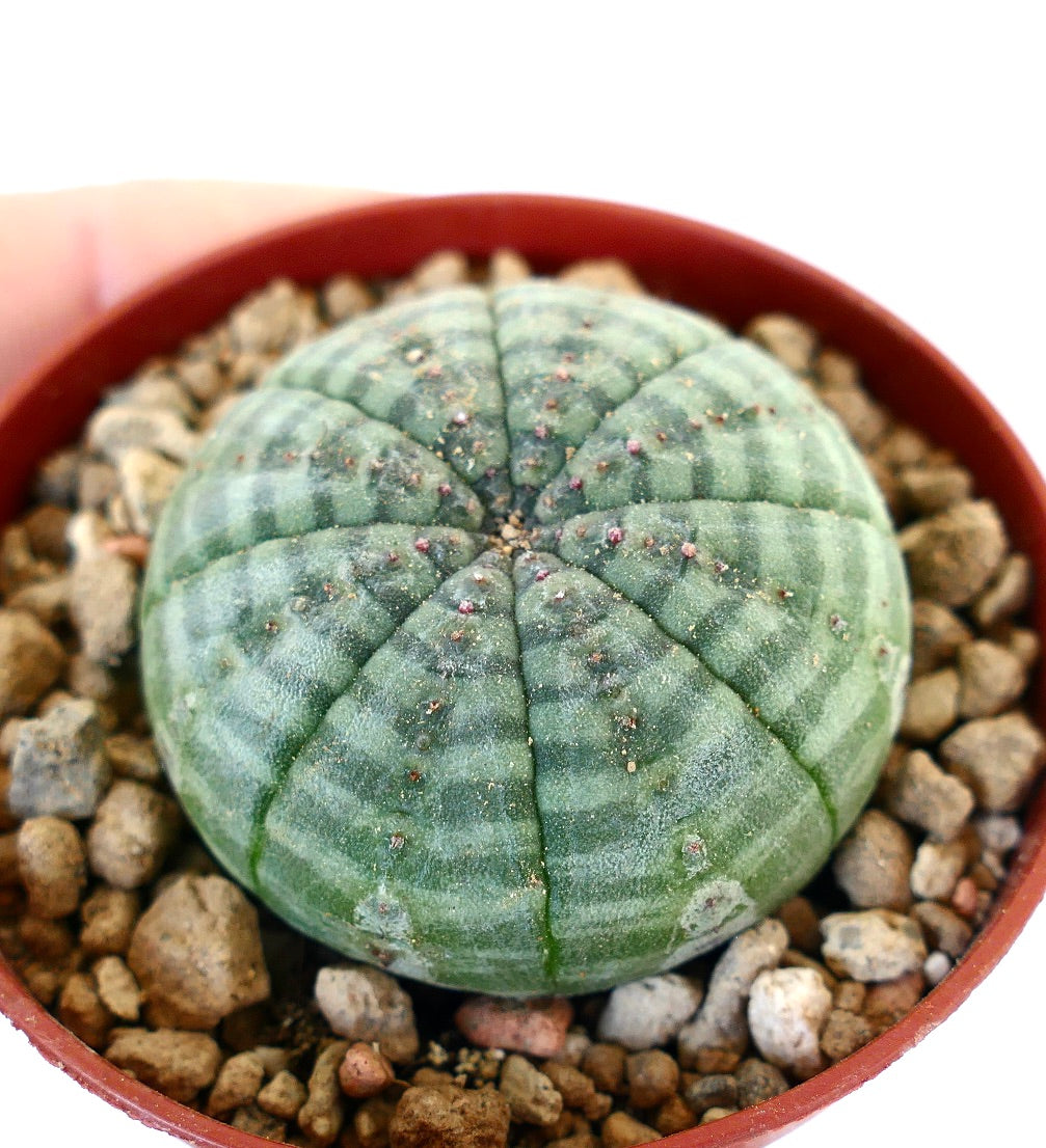 Euphorbia symmetrica K2K