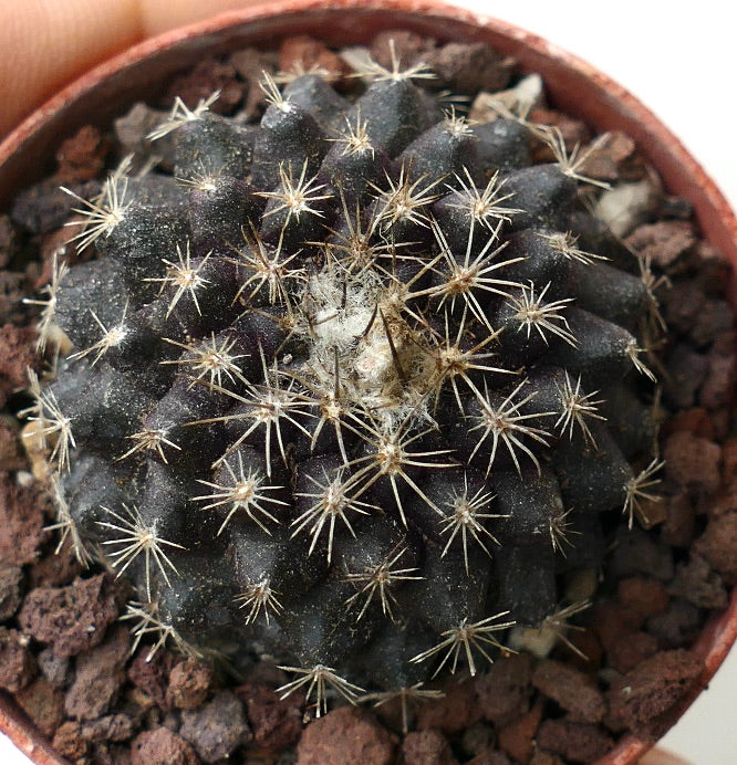 Copiapoa tenuissima SOUTH OF ANTOFAGASTA 128B