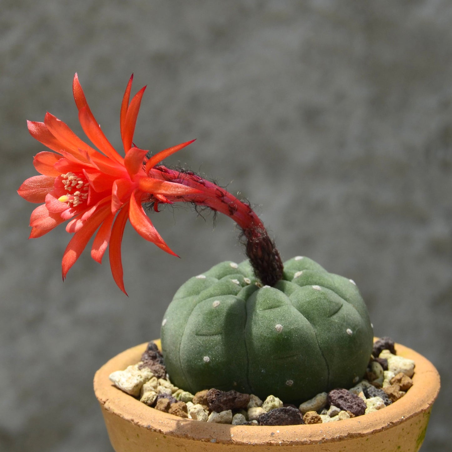 Matucana madisoniorum SEMI