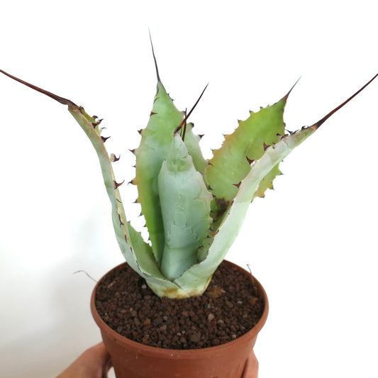 Agave bovicornuta X Agave eborispina (Mr Corsi) KK