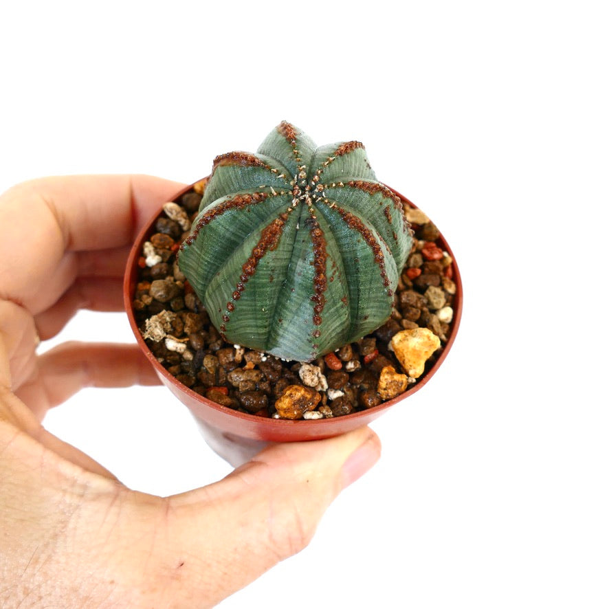 Euphorbia obesa WE207