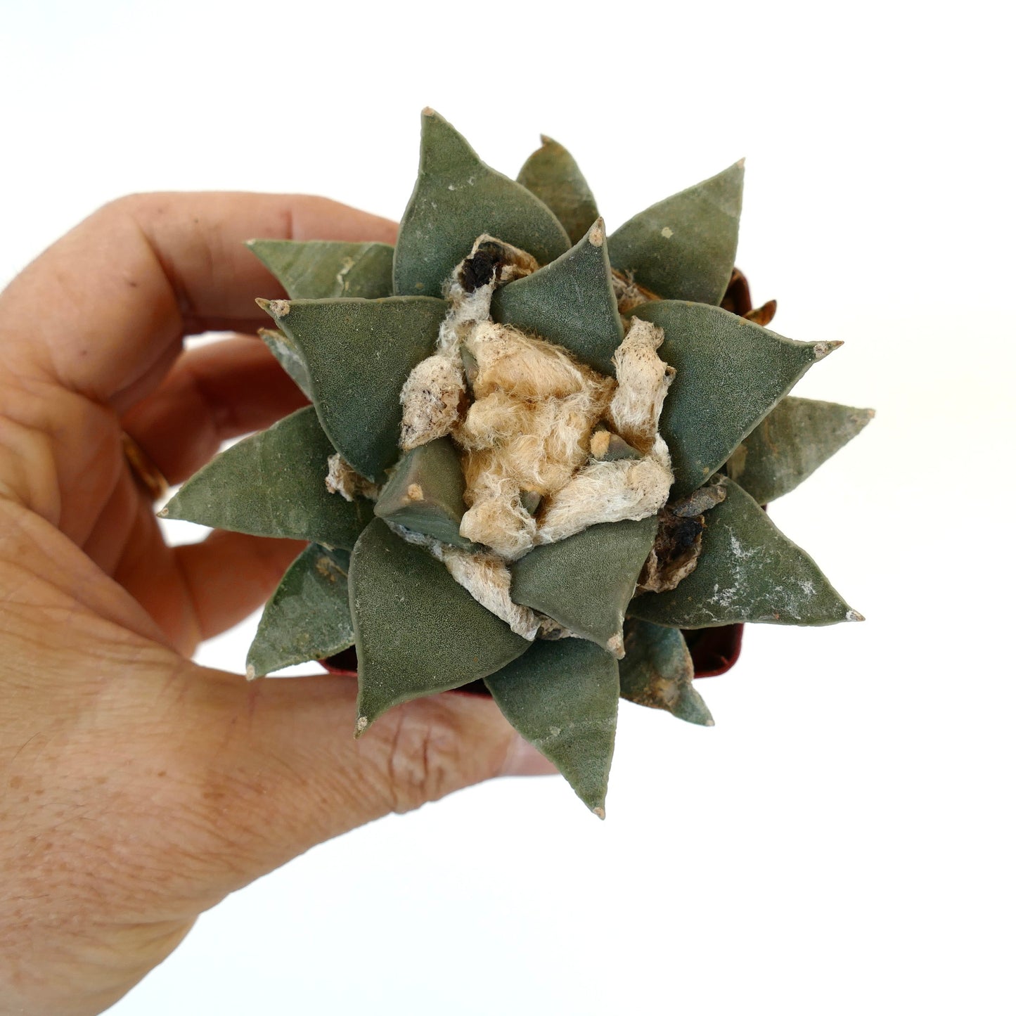 Ariocarpus retusus var. panarottoi GREEN FORM B2B