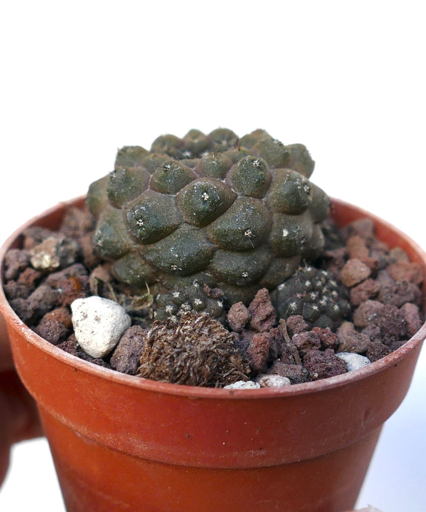 Copiapoa hypogaea GREY SAB90