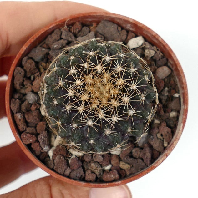 Copiapoa tenuissima SOUTH OF ANTOFAGASTA BRA