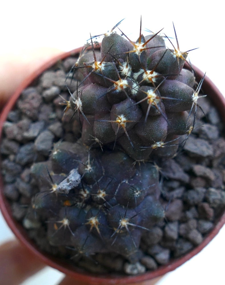 Copiapoa cinerea X griseoviolacea WE314