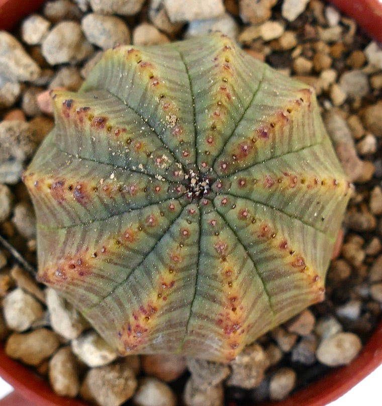 Euphorbia obesa MULTICOSTATUM WR731