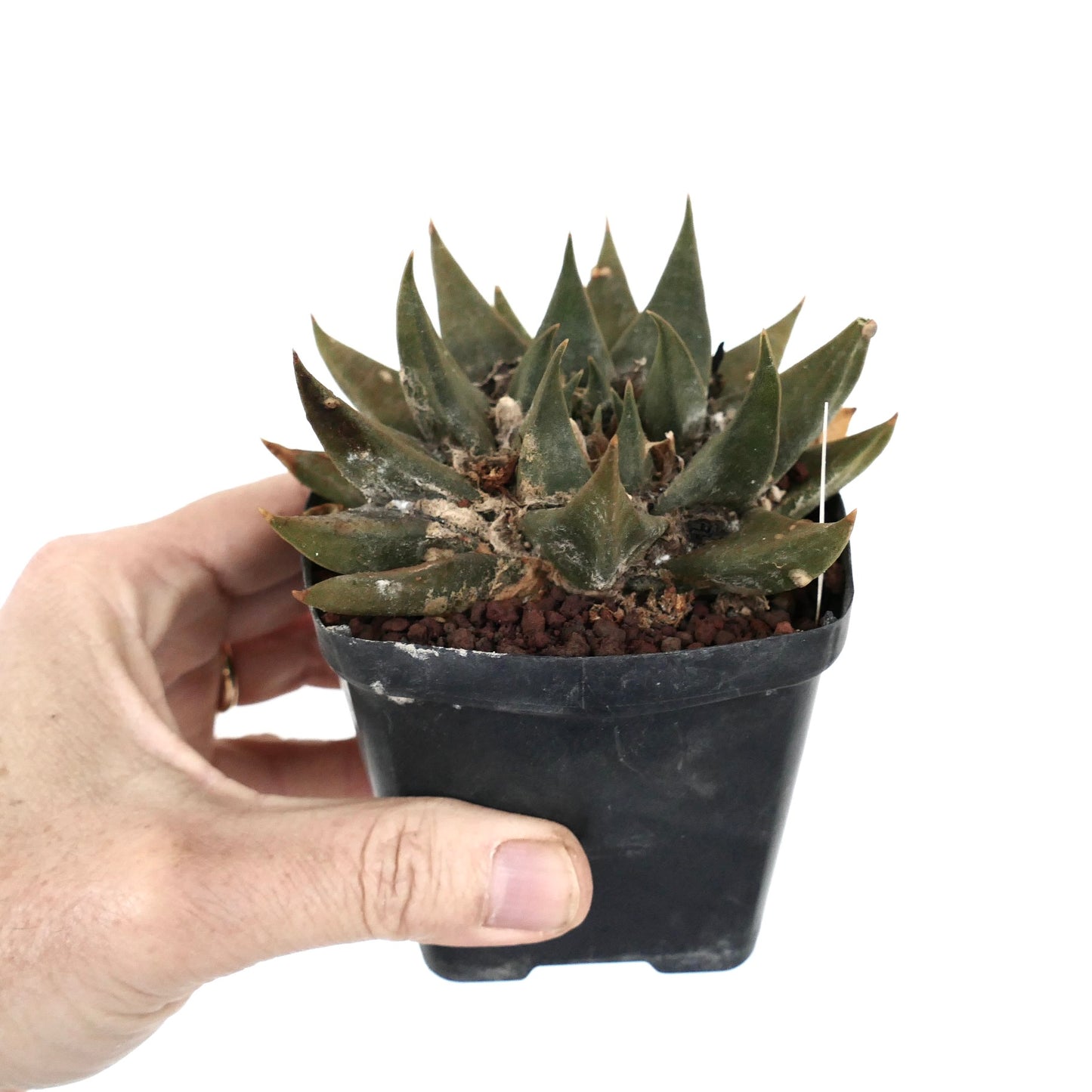 Ariocarpus trigonus var. major D8