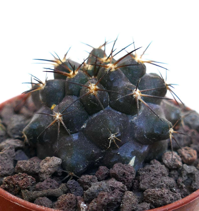 Copiapoa cinerea X Copiapoa serpentisulcata WE36