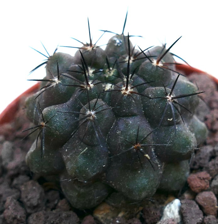 Copiapoa cinerea KIKKO X Copiapoa humilis NAP10