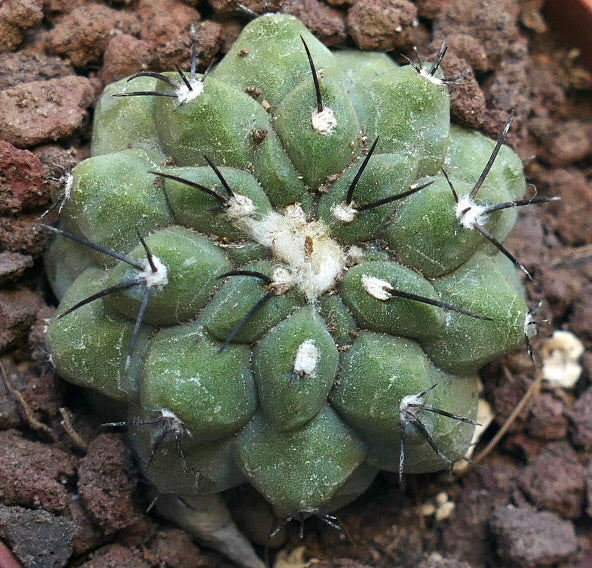 Copiapoa cinerea X hypogaea RNM74