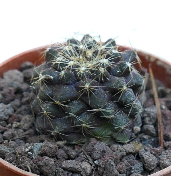 Copiapoa tenuissima AB2