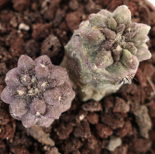 Copiapoa cinerea X Copiapoa sp. HYBRIDS (2 seedlings) AW1