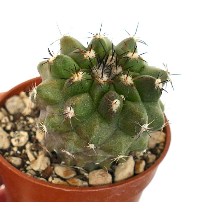 Copiapoa cinerea GREEN X cupreata A04