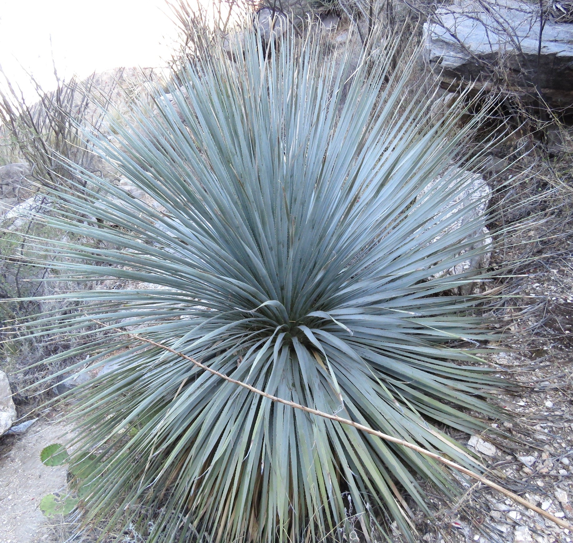 ダシリリオン・ウィーレリ（ホィーレリ） Dasylirion wheeleri Dasylirion wheeleri - Xera Plants