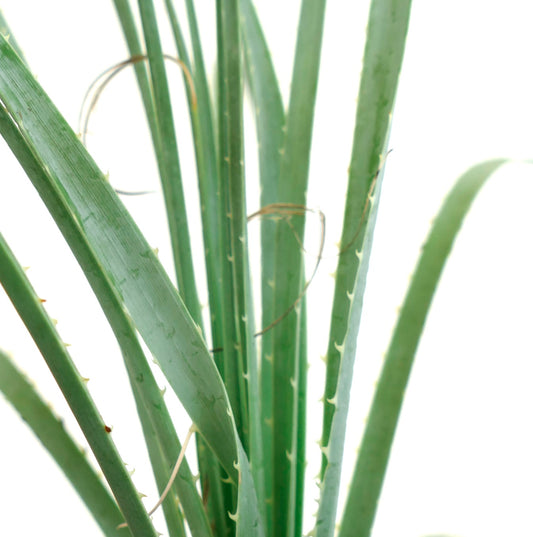 Dasylirion acrotichum var occcidentalis succulent plant with long spiny bluish-green leaves close-up