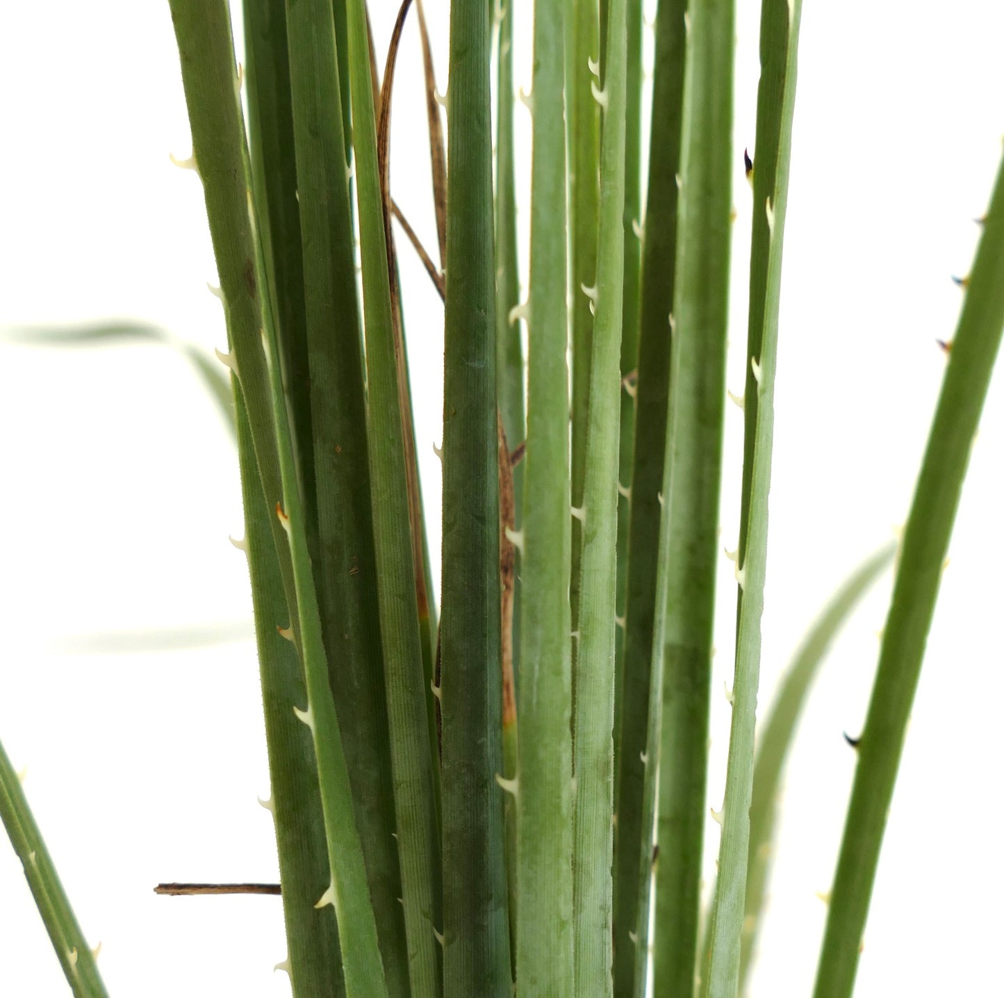Dasylirion acrotichum var occcidentalis hohe grüne sukkulente Blätter mit kleinen Stacheln Nahaufnahme