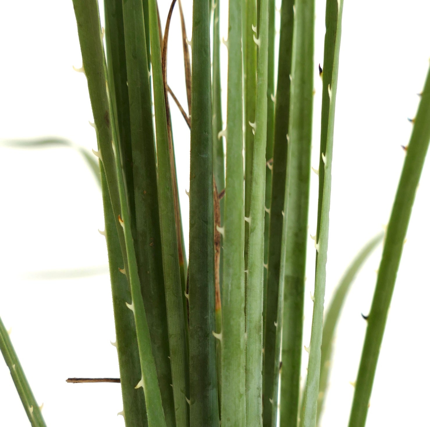 Dasylirion acrotichum var occcidentalis hohe grüne sukkulente Blätter mit kleinen Stacheln Nahaufnahme
