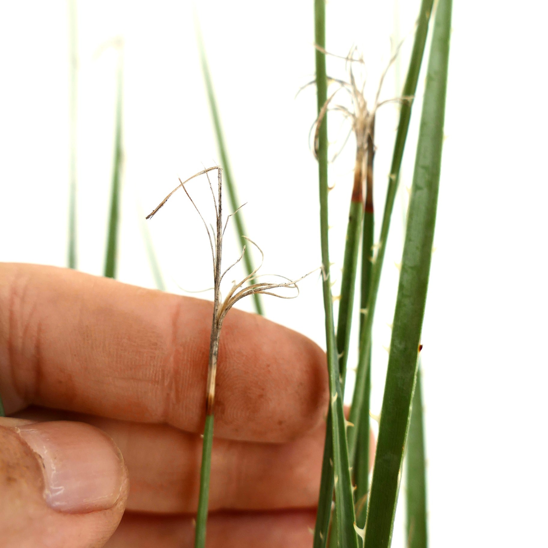 Dasylirion acrotichum var occcidentalis schlanke grüne Stängel mit dünnen, sich kräuselnden Fasern und kleinen Stacheln