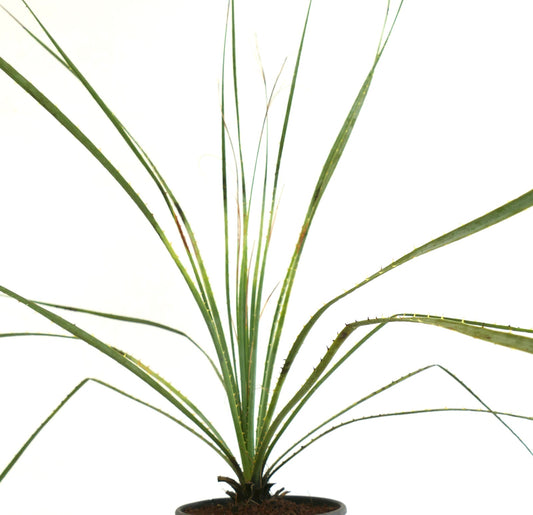 Dasylirion wheeleri stachelige grüne Sukkulente mit langen, schmalen Blättern im Topf