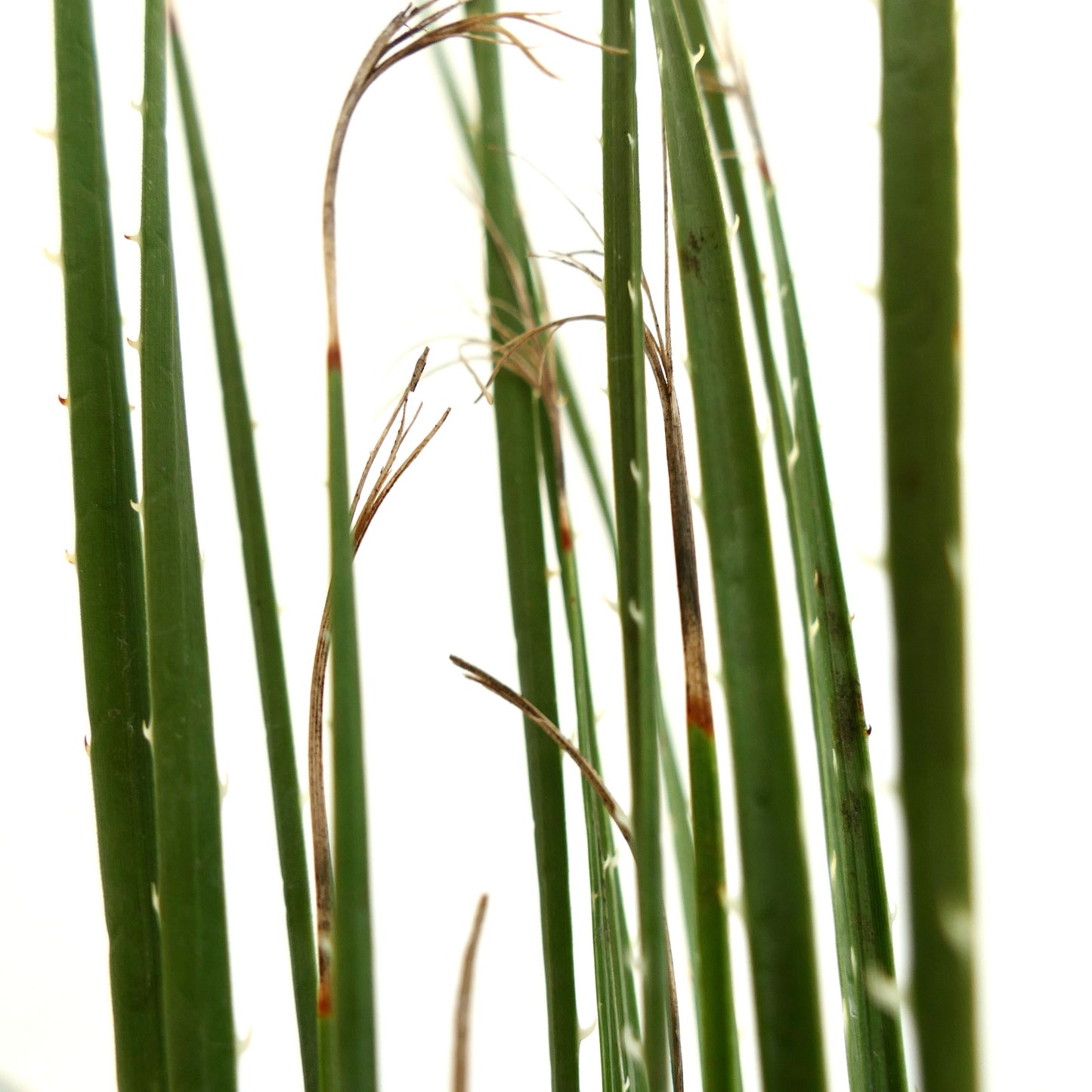 Dasylirion acrotichum var occcidentalis, hohe schlanke grüne stachelige Blätter mit getrockneten Spitzen, Nahaufnahme