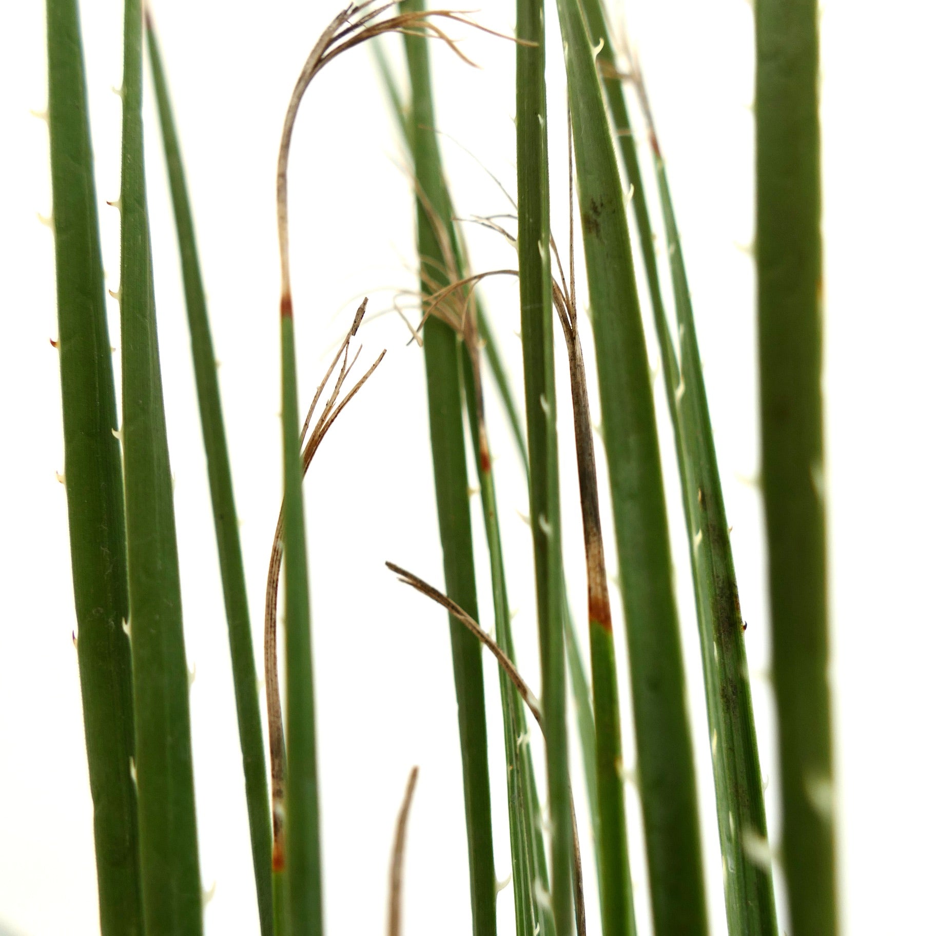 Dasylirion acrotichum var occcidentalis, hohe schlanke grüne stachelige Blätter mit getrockneten Spitzen, Nahaufnahme