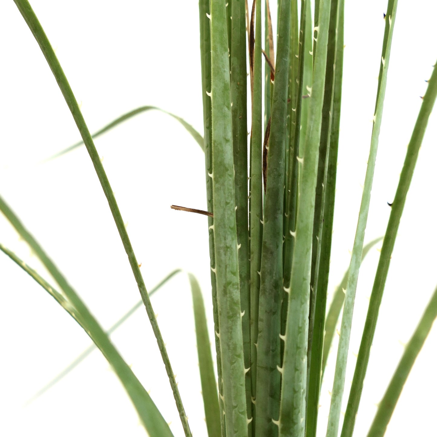 Dasylirion acrotichum var occcidentalis hohe schlanke grüne sukkulente Blätter mit kleinen Stacheln