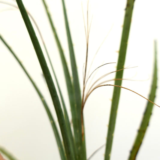 Dasylirion acrotrichum slender green leaves with thin brown fibers succulent plant