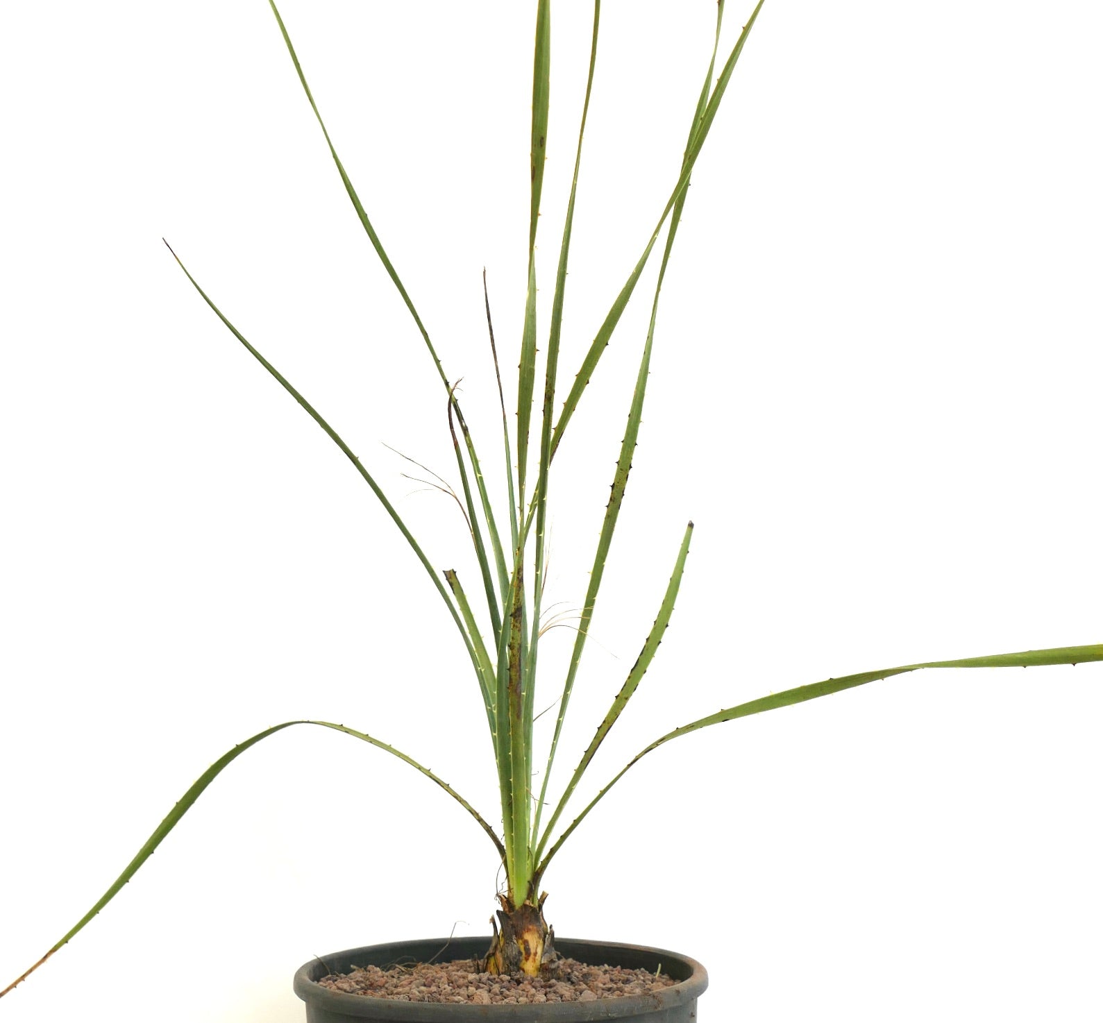 Dasylirion acrotrichum schlanker, stacheliger Sukkulent mit langen, schmalen grünen Blättern im Topf