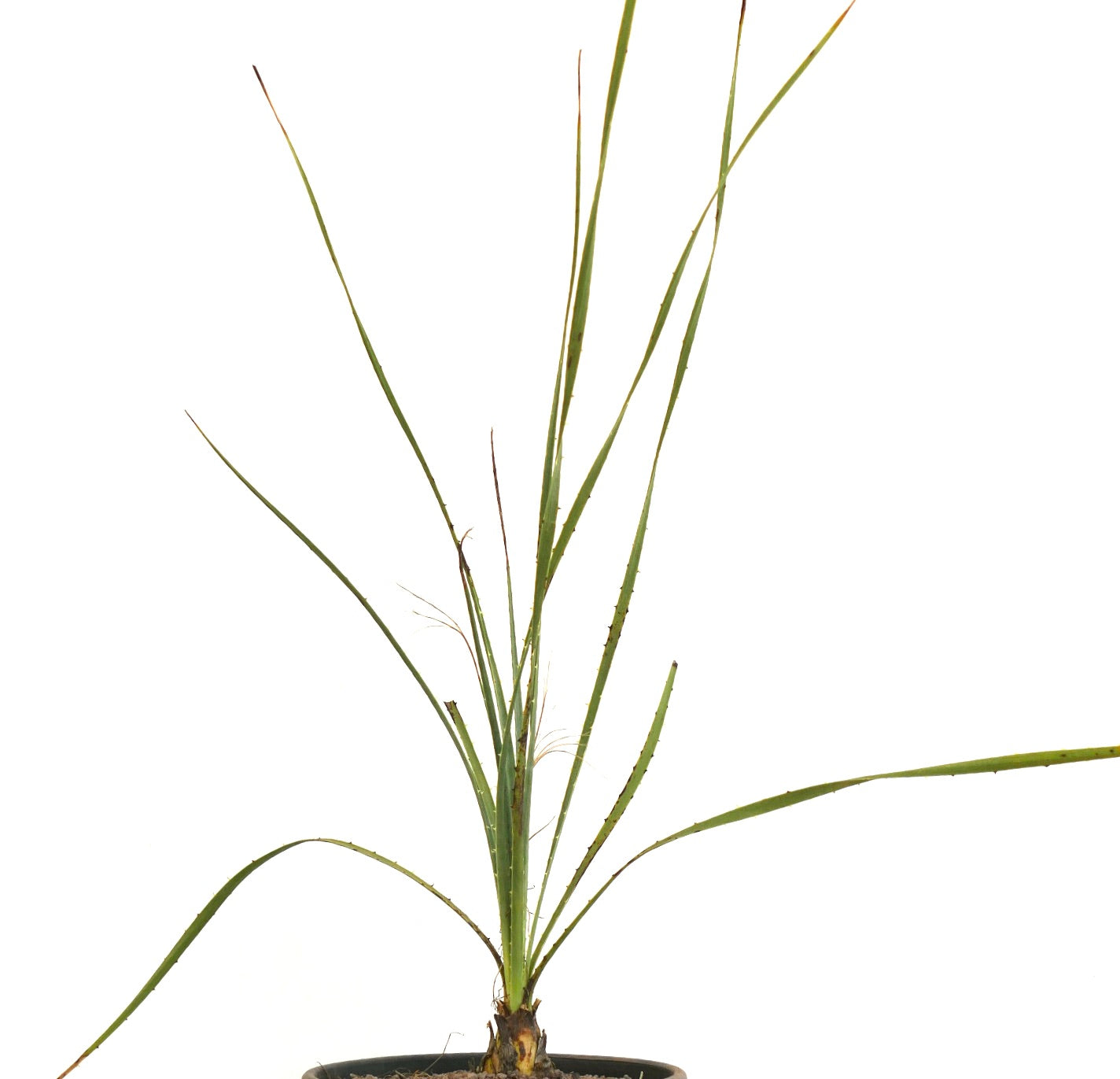 Dasylirion acrotrichum schlanker, dorniger Sukkulent mit schmalen grünen Blättern im Topf