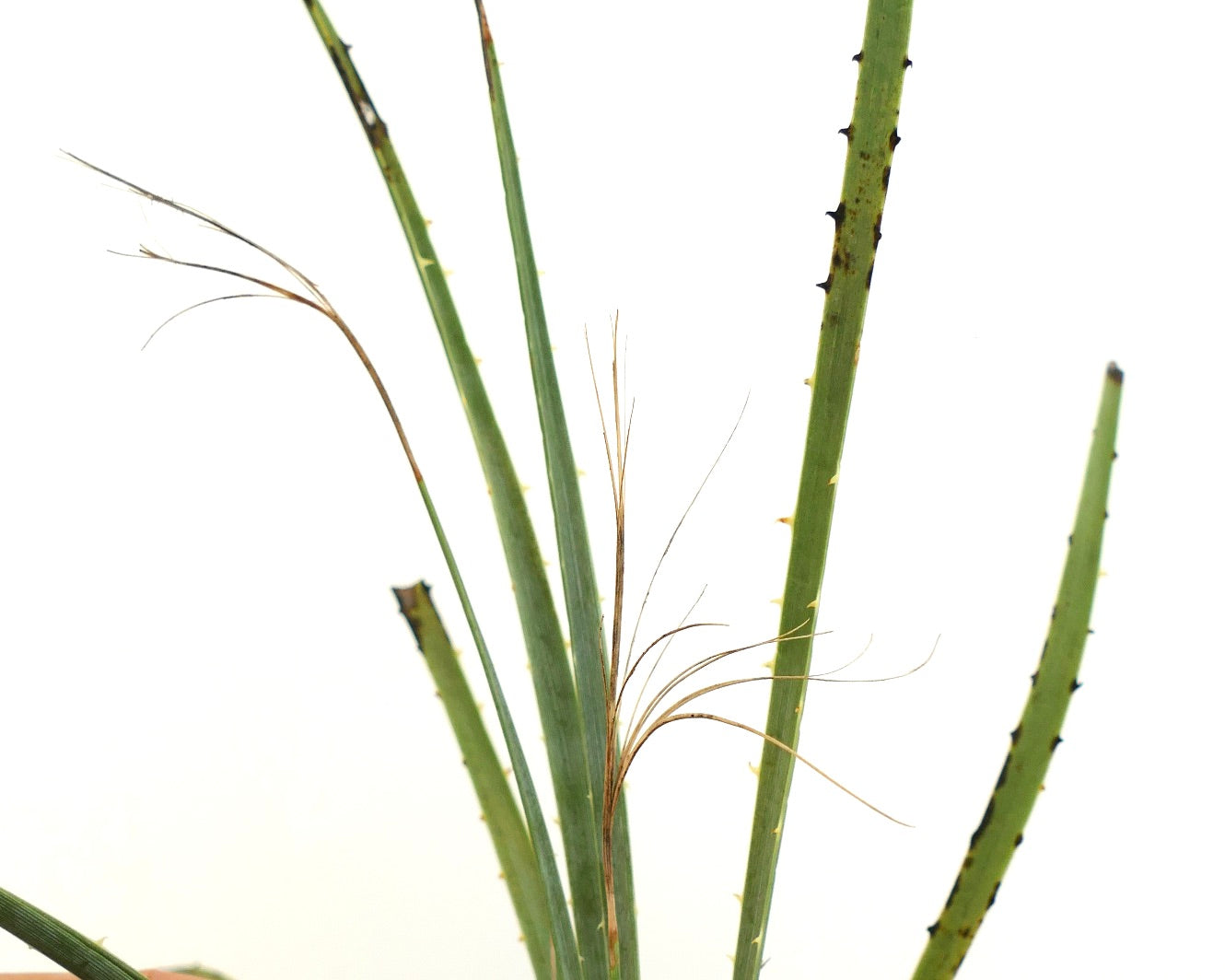 Dasylirion acrotrichum große, stachelige Sukkulente mit schlanken grünen Blättern und feinen braunen Fasern