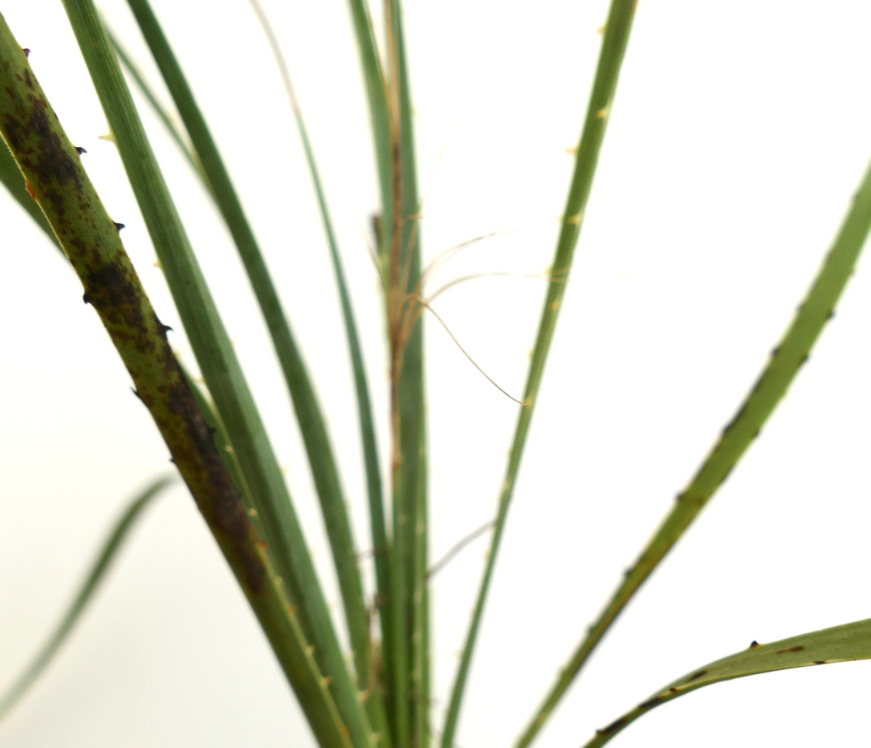 Dasylirion acrotrichum schlanke grüne Blätter mit kleinen Dornen und faserigen Rändern sukkulente Pflanze