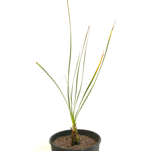 Dasylirion acrotrichum slender green leaves with sharp tips in black pot succulent plant