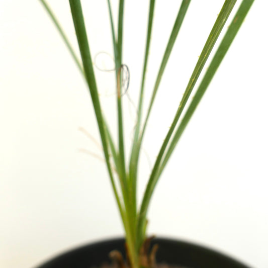 Dasylirion acrotrichum slender green leaves with fine spines and curly fibers in black pot