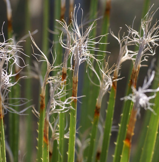 Dasylirion acrotrichum var. occidentalis