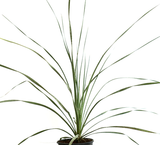 Dasylirion acrotrichum var. parryanum tall spiky succulent with slender green leaves in pot