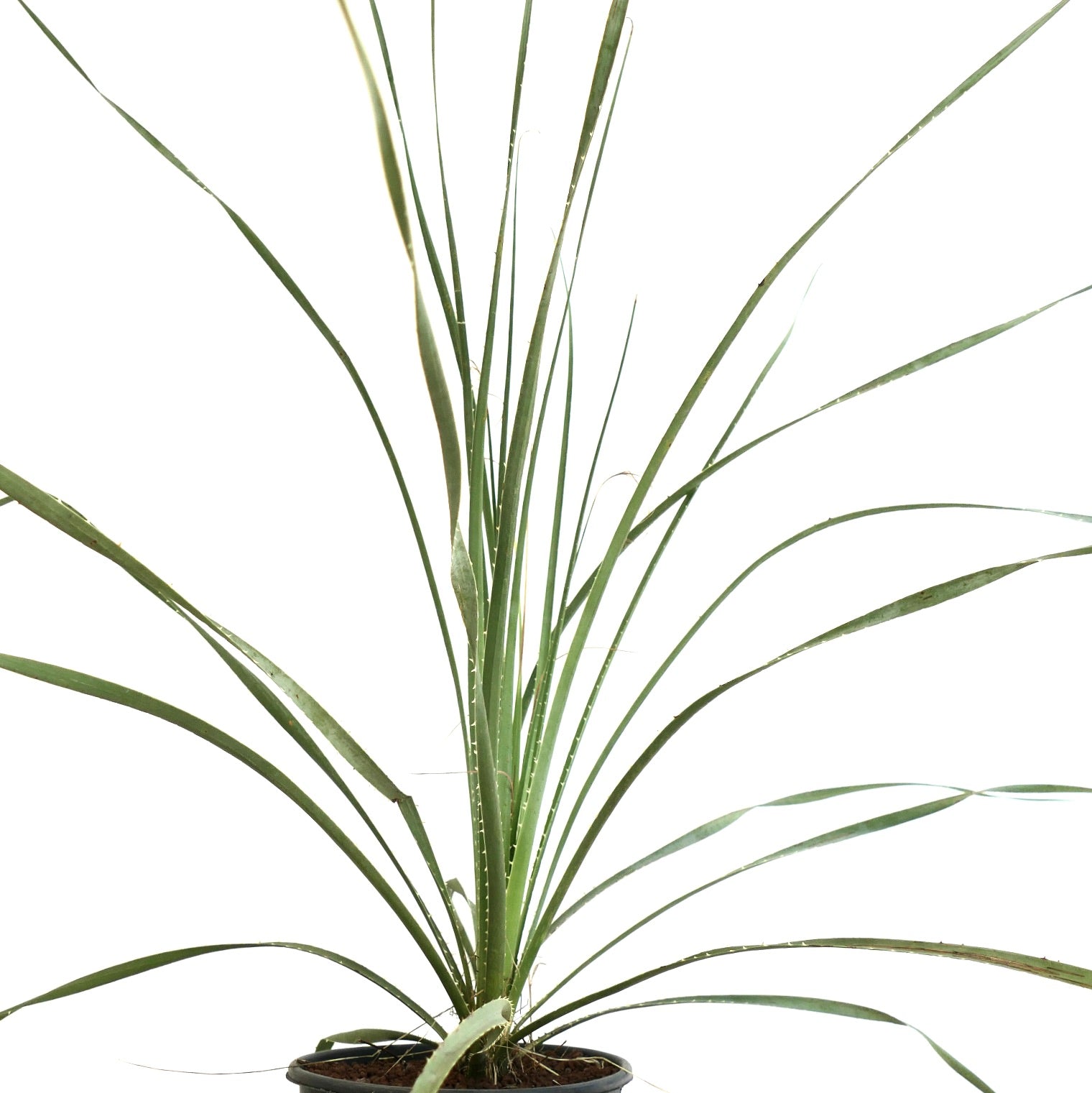 Dasylirion acrotrichum var. parryanum slender green spiky succulent plant in pot