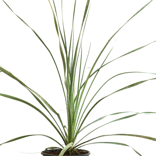 Dasylirion acrotrichum var. parryanum slender green spiky succulent plant in pot