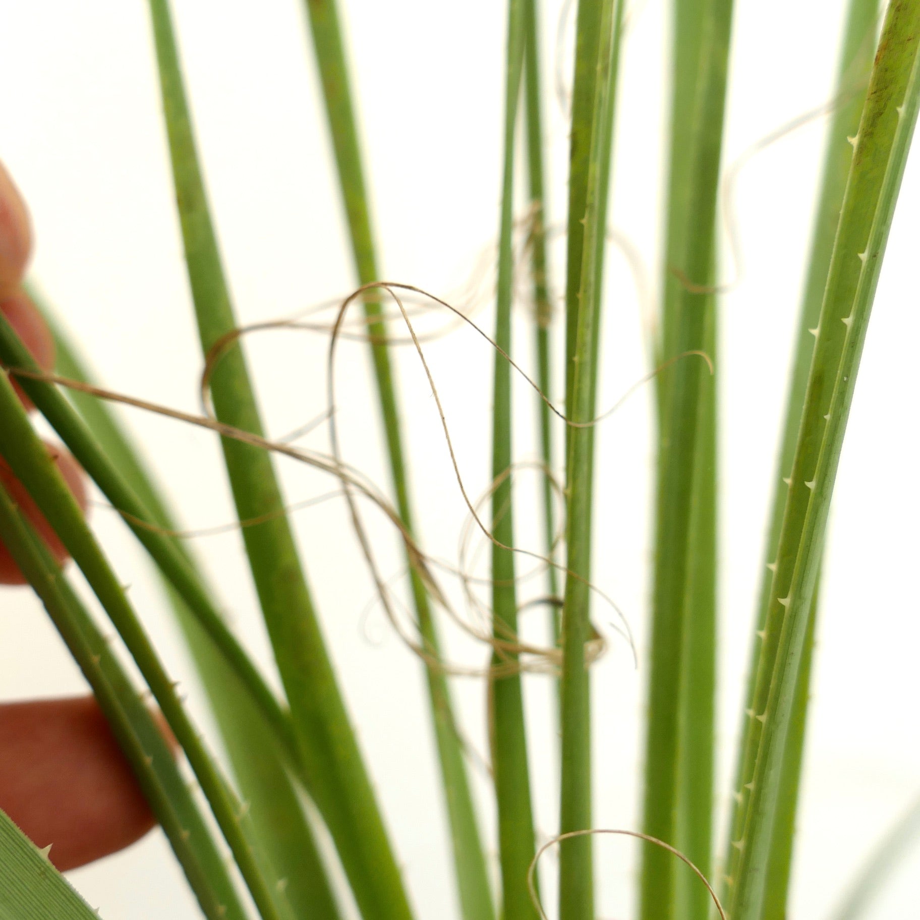 Dasylirion acrotrichum var. parryanum foglie verdi spinose con filamenti fibrosi ricci in primo piano