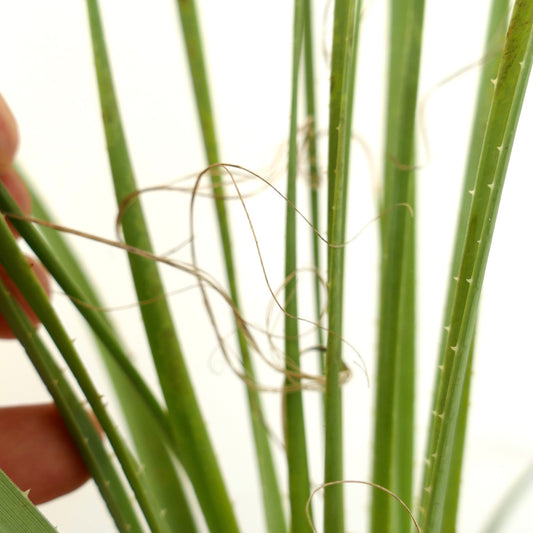 Dasylirion acrotrichum var. parryanum spiky green leaves with curly fiber filaments close-up