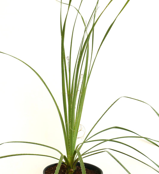 Dasylirion acrotrichum var. parryanum tall slender green leaves with spiny edges in pot