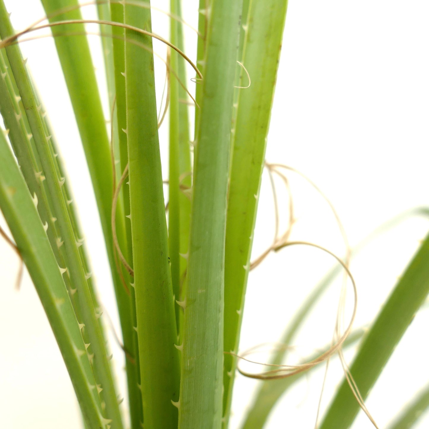 Dasylirion acrotrichum var. parryanum foglie spinose verdi con fibre ricciute pianta succulenta primo piano