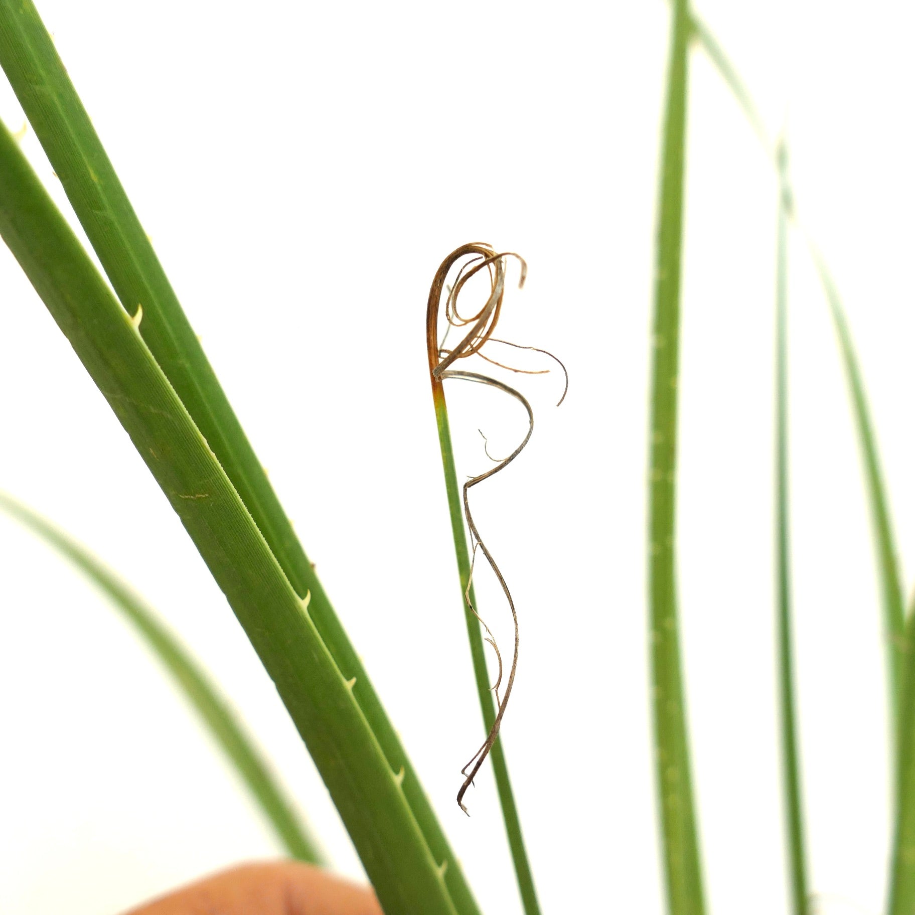 Dasylirion acrotrichum var. parryanum foglie verdi spinose con fibre secche arricciate, primo piano