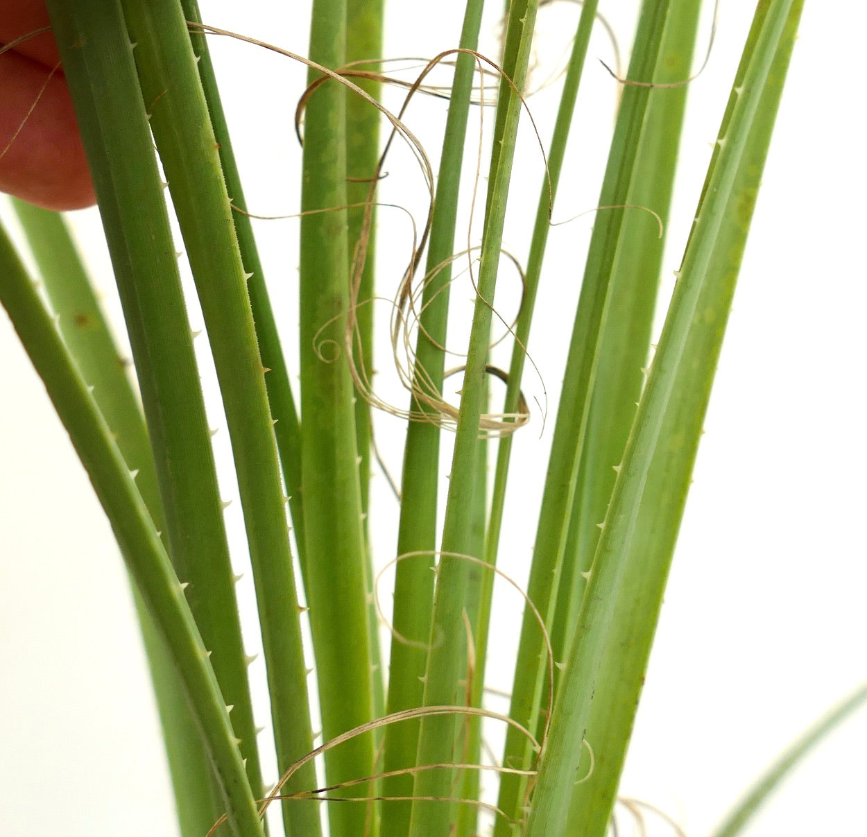 Foglie spinose verdi di Dasylirion acrotrichum var. parryanum con bordi di fibre arricciate, primo piano